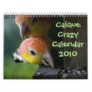 Search for caique Pet