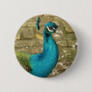 Search for peafowl badges Wildlife