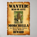Search for morel posters Fungi