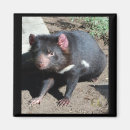 Search for tasmanian devils magnets Animals