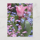 Search for spring tulips postcards Europe