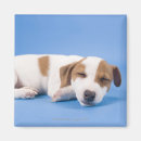 Search for dog sleeping magnets Tired