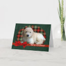 Search for goldendoodle christmas cards Animal