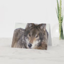 Search for wolves photo cards Wildlife