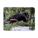 Search for ape monkey magnets Jungle