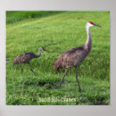 Search for sand crane art Sand hill cranes