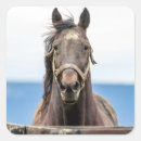 Search for beautiful horse stickers Stallion