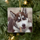 Search for alaskan malamute christmas tree decorations Puppy