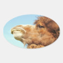 Search for camels stickers Wild