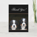 Search for bernese mountain dog cards Dogs