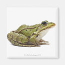 Search for common Reptiles