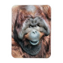 Search for orangutans magnets Cute