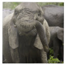 Search for african elephant tiles Nature