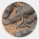 Search for florida gator stickers Reptile