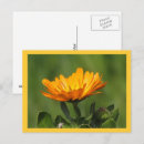 Search for calendula postcards Flower