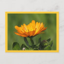 Search for medicinal plants postcards Flower