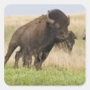Search for tallgrass Prairie