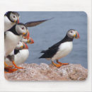 Search for puffin mousepads Bird