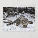 Search for cute baby leopard postcards Cub