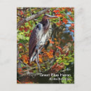 Search for blue heron postcards Photography