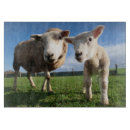 Search for sheep chopping boards Farm animal