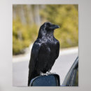 Search for raven art Black