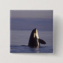 Search for orca whale badges Wildlife