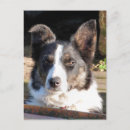 Search for border collie postcards Animals