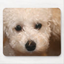 Search for poodle puppy mousepads Cute