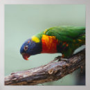 Search for rainbow lorikeet art Parrot