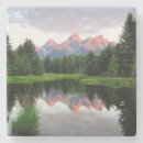 Search for beautiful tree sky coasters Beauty in nature