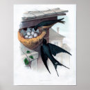 Search for barn swallow posters Animal