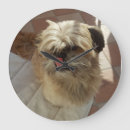 Search for shih tzu clocks Dog