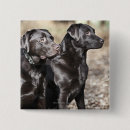 Search for labrador retriever badges Animal