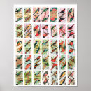 Search for birdies posters Animals
