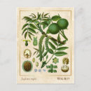 Search for plant trees postcards Illustration