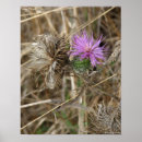 Search for thistle posters Photography