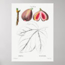 Search for fig art Illustration