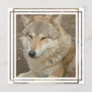 Search for grey wolf invitations Animal