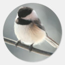 Search for black bird stickers Photography