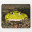 Search for vertebrate mousepads Frog