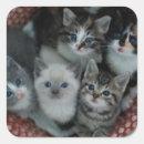 Search for looking at camera stickers Cat