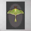 Search for luna moth art Nature