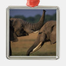 Search for kenya christmas tree decorations Africa
