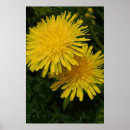 Search for dandelion art Yellow flower