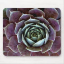 Search for succulent mousepads Close up