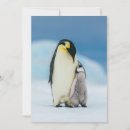Search for baby chick thank you cards Animals in the wild