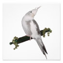 Search for cockatiel art Cute