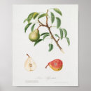 Search for pear art Flowers