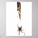 Search for black widow spider art Spiders